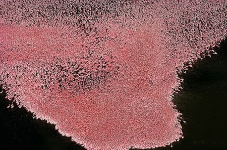 Кения, озеро Nakuru, розовые фламинго