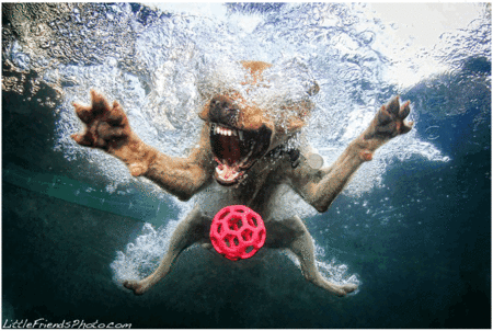 Мокрые и смешные – фото ныряющих собак Сета Кастила — фото 12