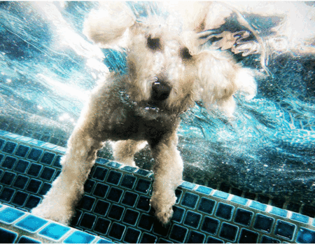 Мокрые и смешные – фото ныряющих собак Сета Кастила — фото 22