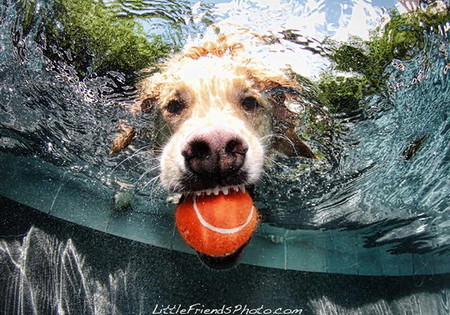 Мокрые и смешные – фото ныряющих собак Сета Кастила — фото 3