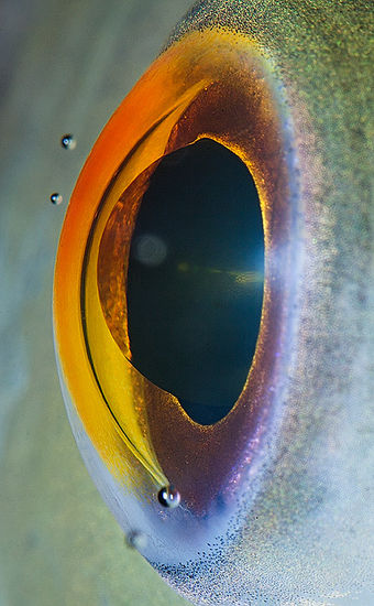 Глаз рыбы