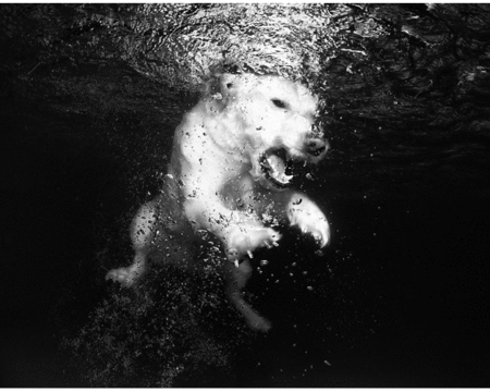 Мокрые и смешные – фото ныряющих собак Сета Кастила — фото 17