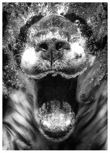 Мокрые и смешные – фото ныряющих собак Сета Кастила — фото 14