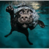 Мокрые и смешные – фото ныряющих собак Сета Кастила