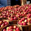 Apple Day в Англии – большой праздник здоровья для любителей яблок