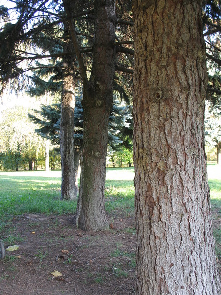 Еловая кора