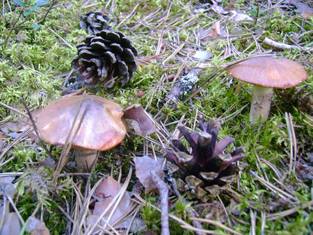 Селигер — край не только озёрный, но ещё и грибной