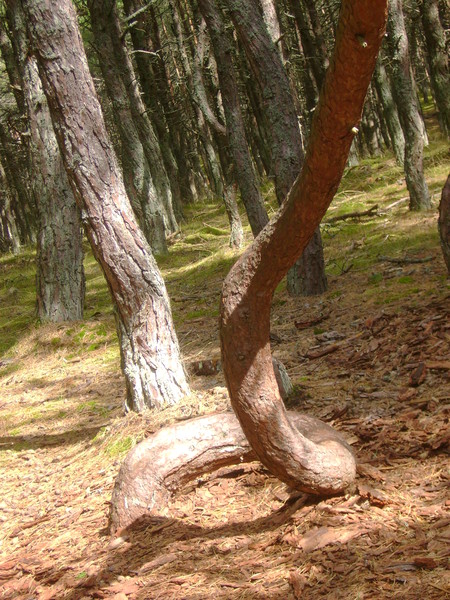 "Танцующий лес" — один из главных туристических маршрутов косы
