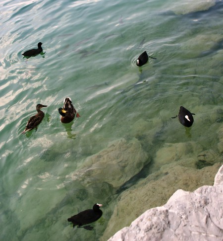 Озеро Фушльзее. Форель на глубине саботирует уток в борьбе за крошки хлеба