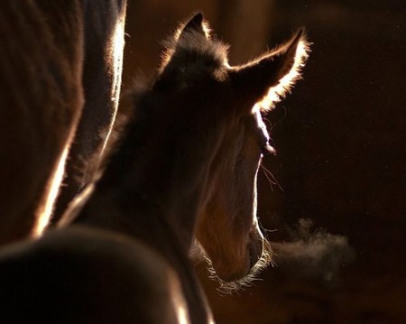 О лошадях с любовью: фотографии Светланы Петровой. — фото 20