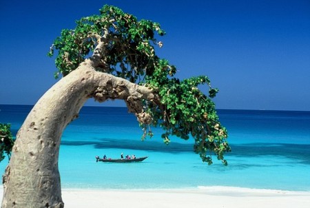 Остров Сокотра - затерянная жемчужина Индийского океана — фото 12