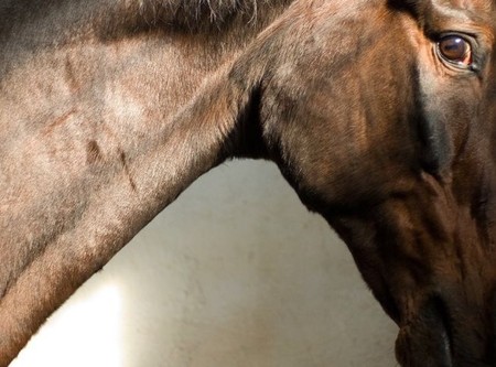 О лошадях с любовью: фотографии Светланы Петровой. — фото 8