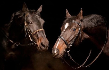 О лошадях с любовью: фотографии Светланы Петровой. — фото 5