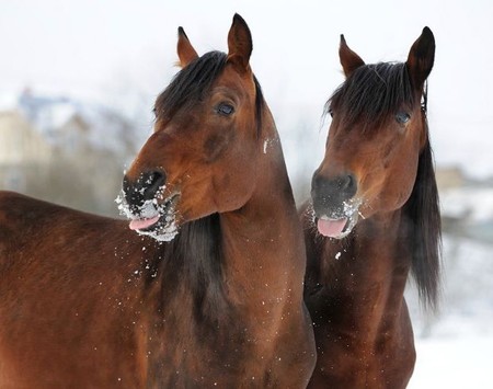 О лошадях с любовью: фотографии Светланы Петровой. — фото 9